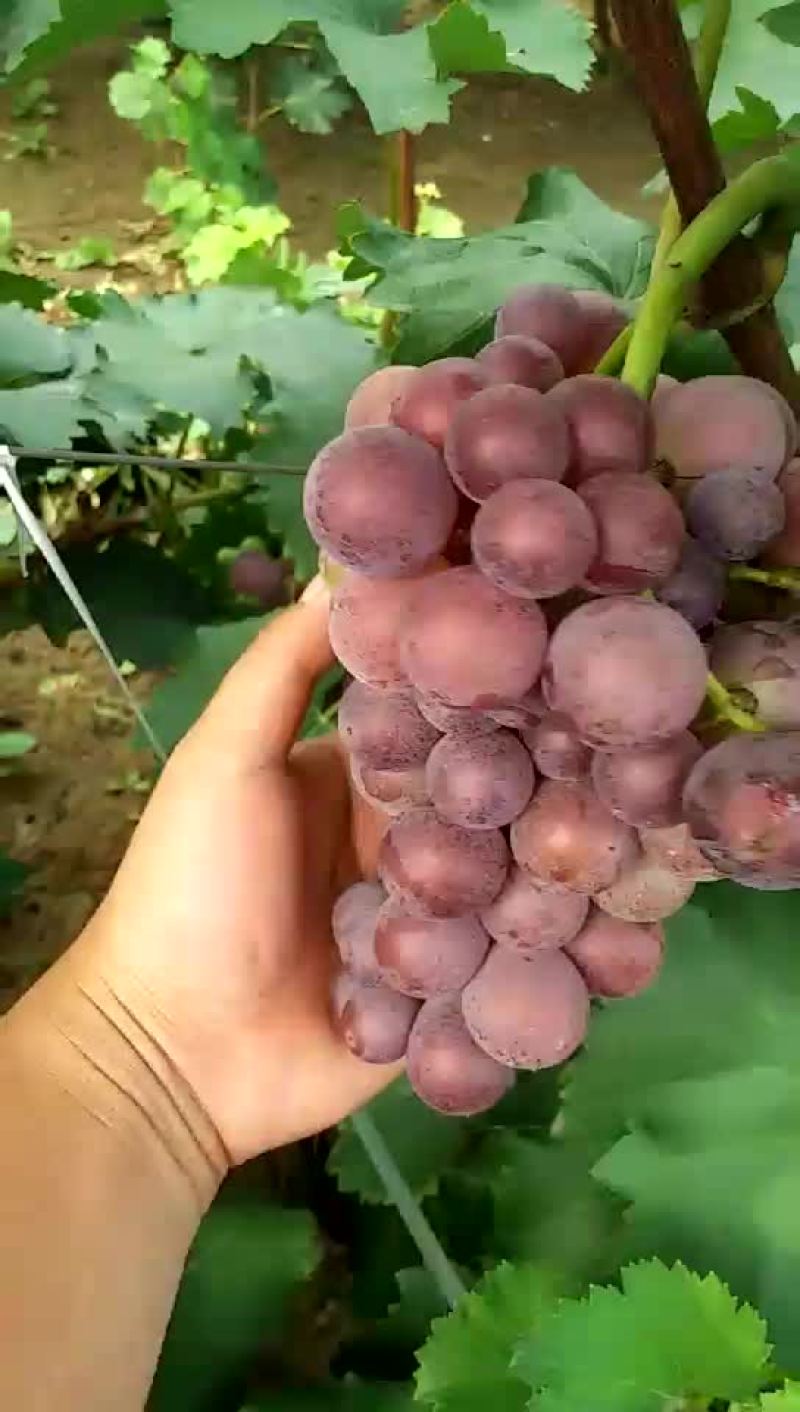 巨蜂葡萄大量上市