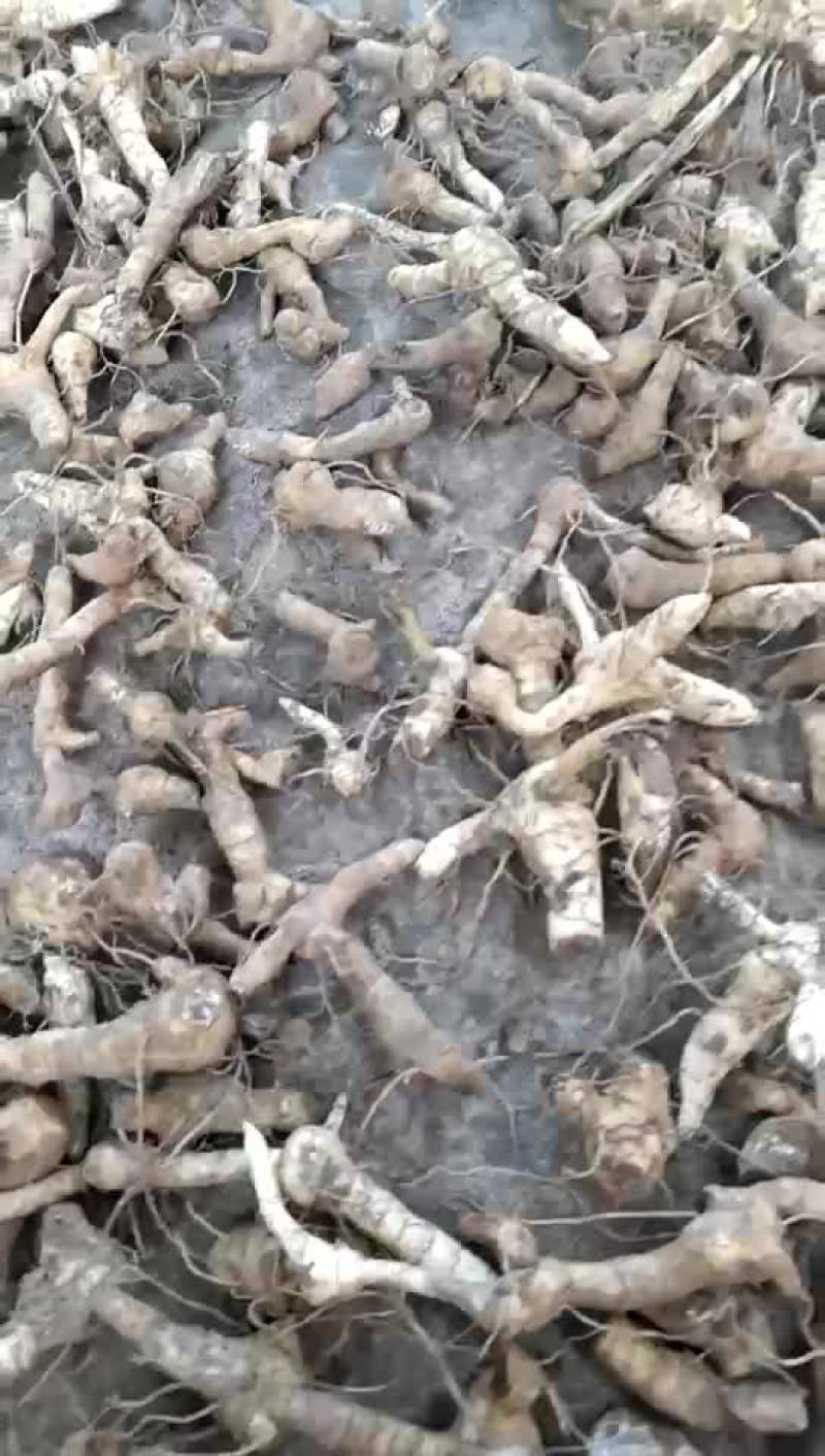 鸡头黄精纯野生物美价兼