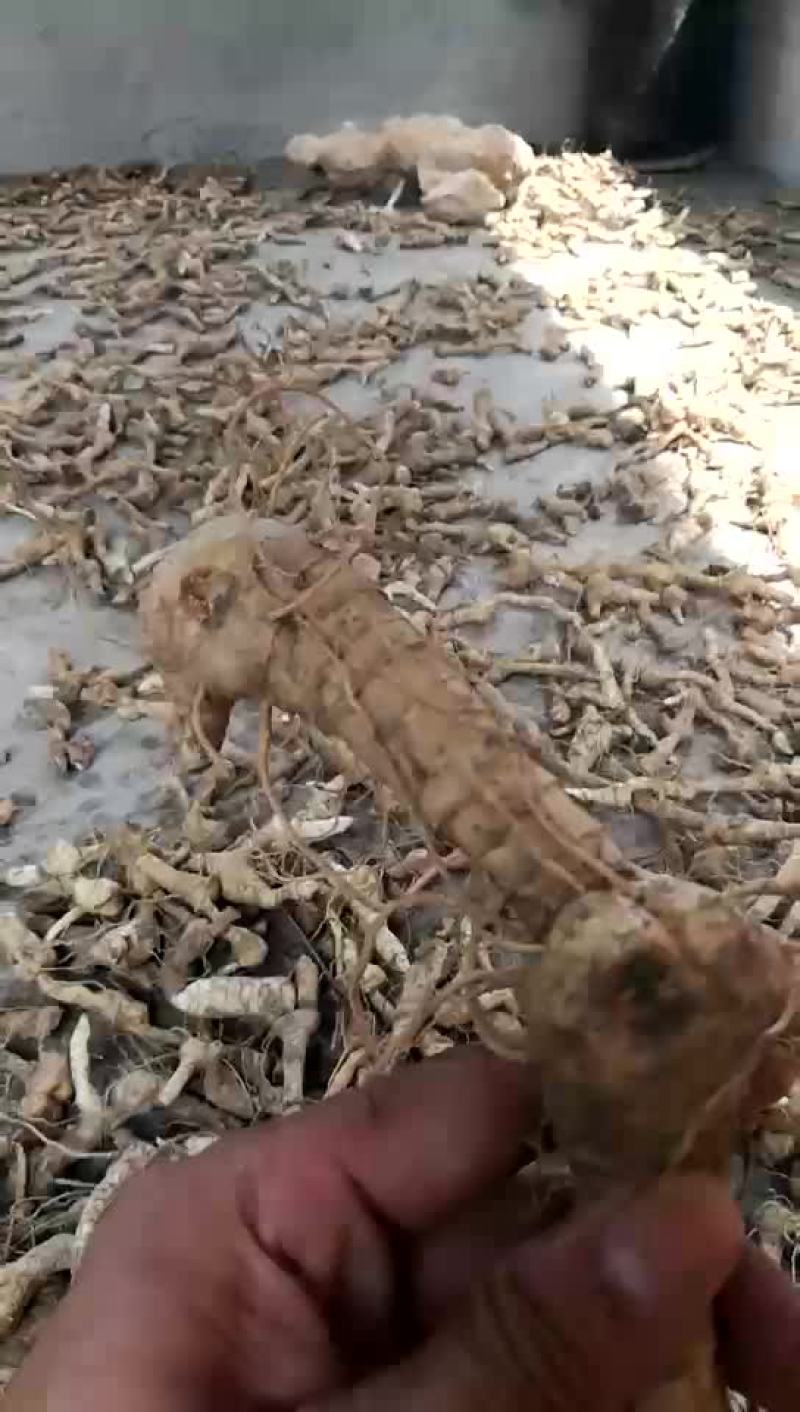 鸡头黄精纯野生物美价兼