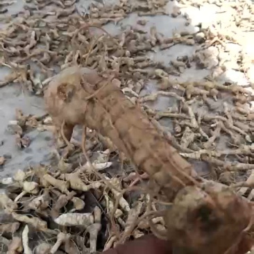鸡头黄精