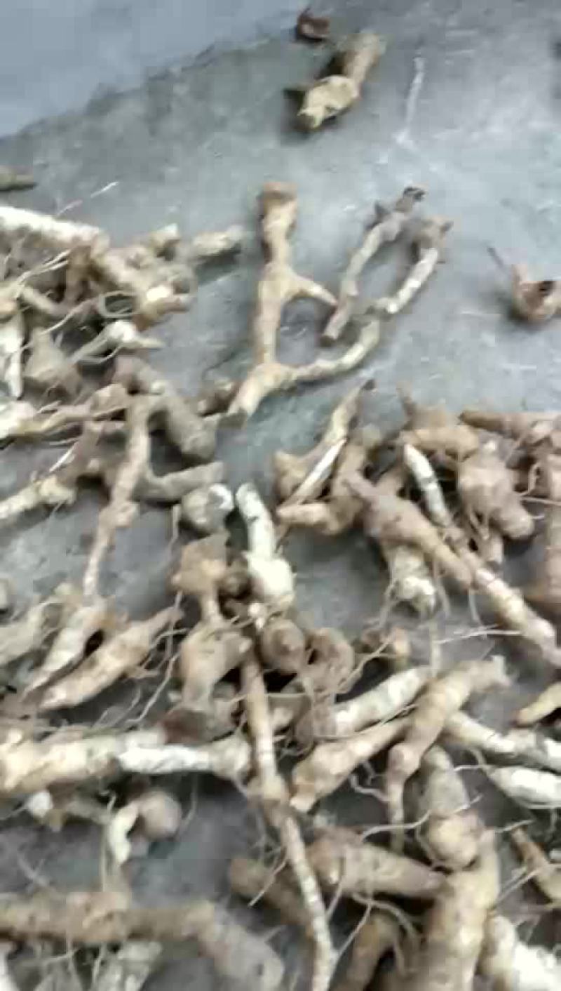 鸡头黄精