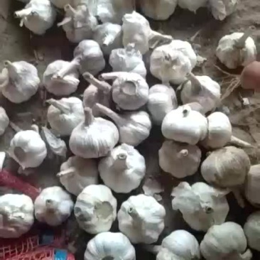 紫皮蒜。供三光蒜头，辩子蒜，毛头，优质蒜种。