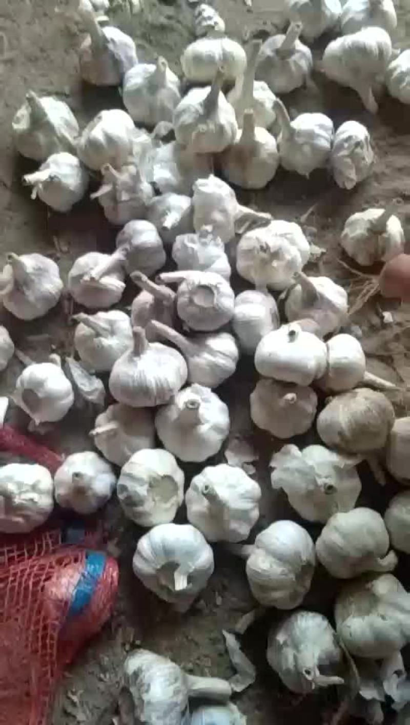 紫皮蒜。供三光蒜头，辩子蒜，毛头，优质蒜种。