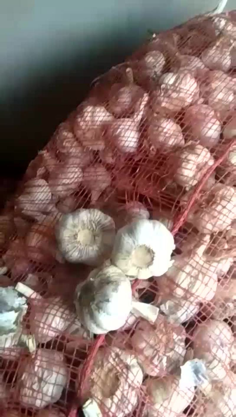 紫皮蒜。供三光蒜头，辩子蒜，毛头，优质蒜种。