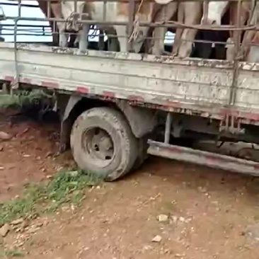 西门塔尔肉牛