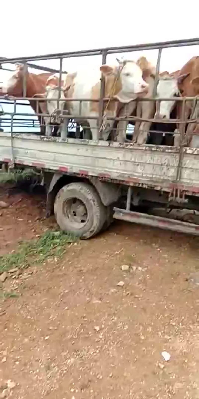 西门塔尔肉牛