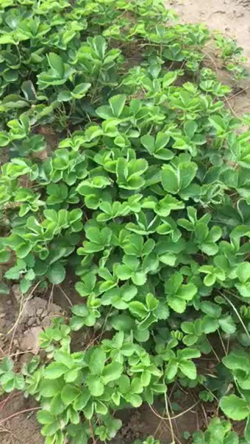 草莓苗10~20cm