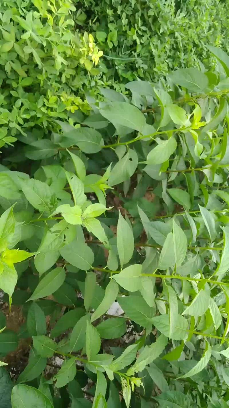 杜仲树苗批发，杜仲苗多少钱