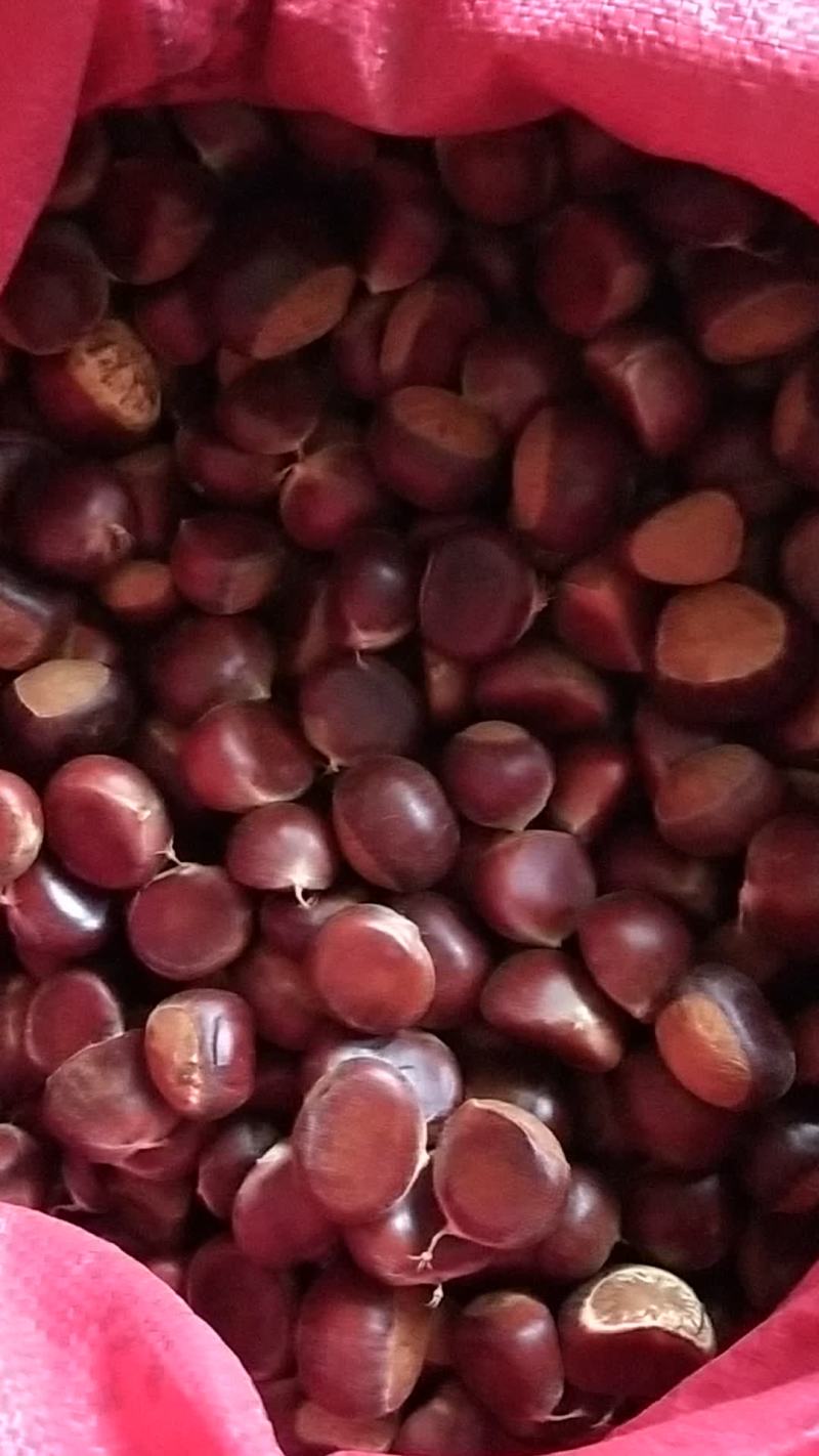 板栗，新鲜板栗大量上市