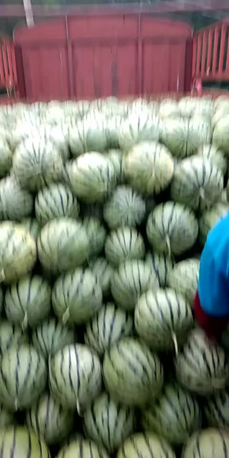 圆花瓜！黑无籽西瓜