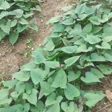 红薯苗