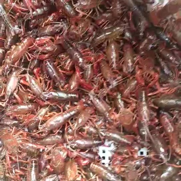 虾苗