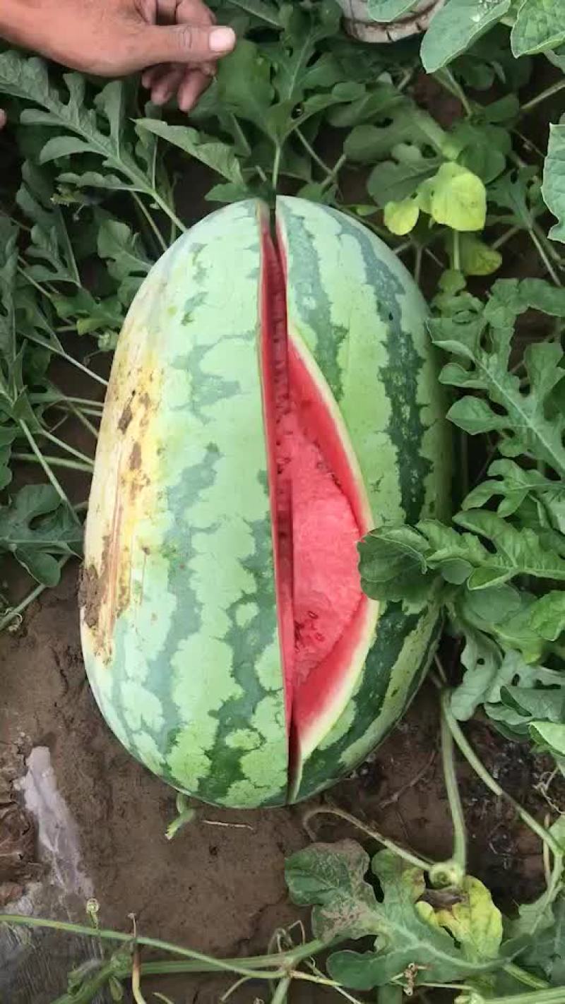 通辽金成5，质量保证