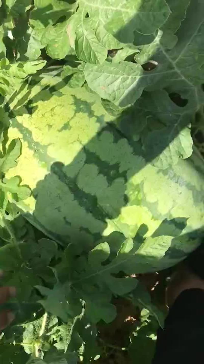 通辽金成5，质量保证
