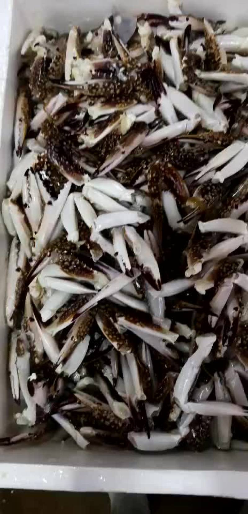 特级蟹钳