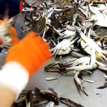 特级蟹钳