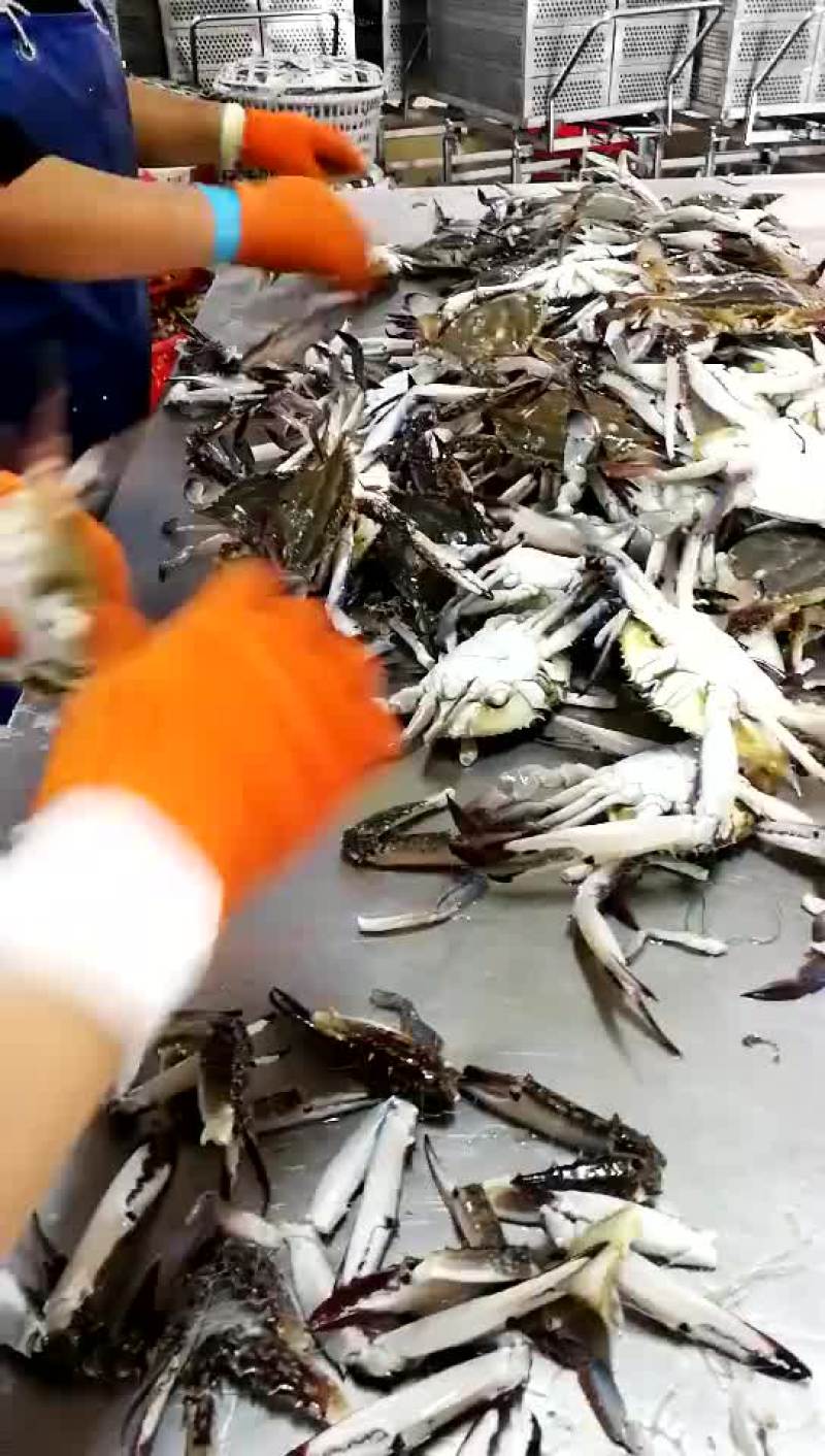 特级蟹钳