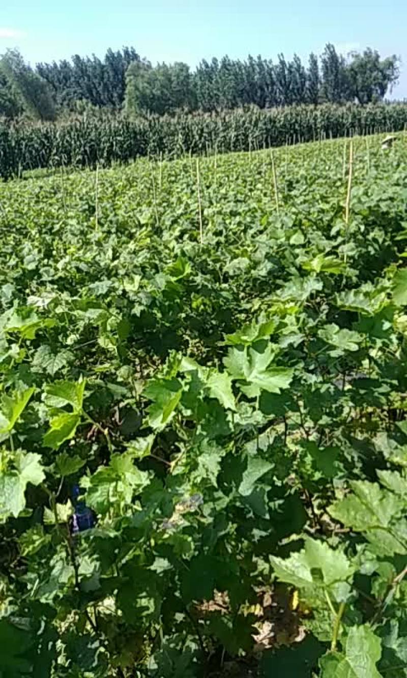 葡萄苗葡萄苗。在O.4以上有须要的联系。