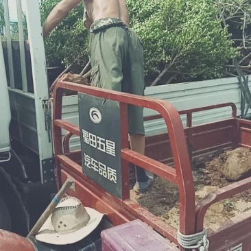 瓜子黄杨球
