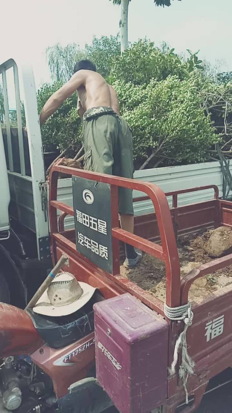 瓜子黄杨球