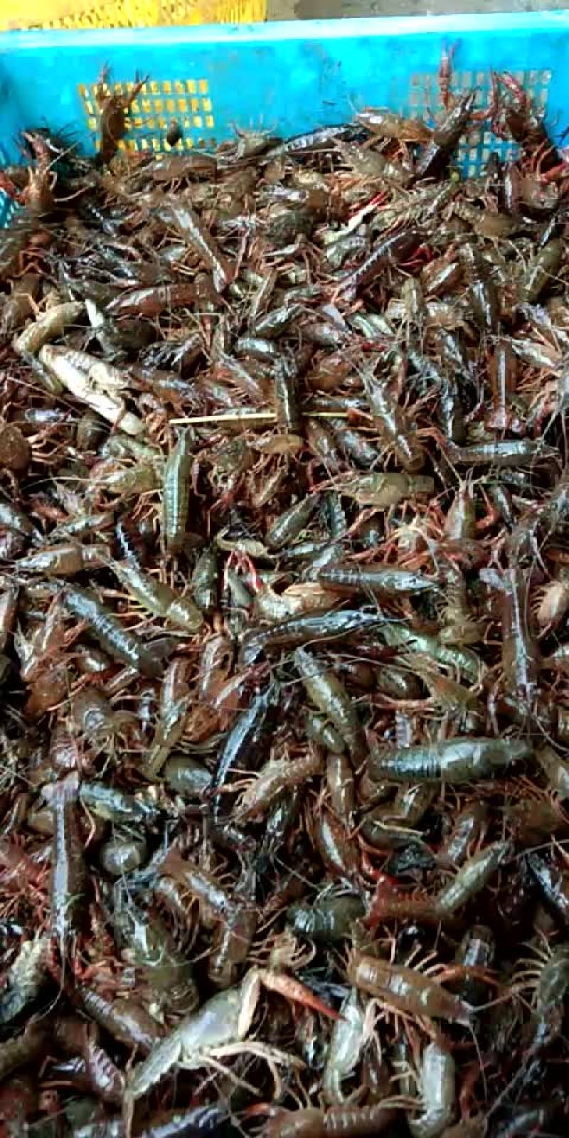 盱眙杂交淡水龙虾虾苗