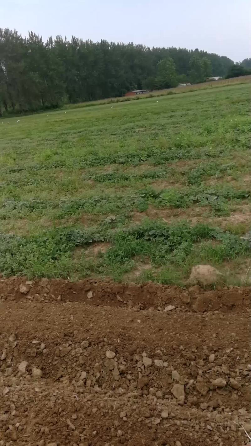 马齿笕