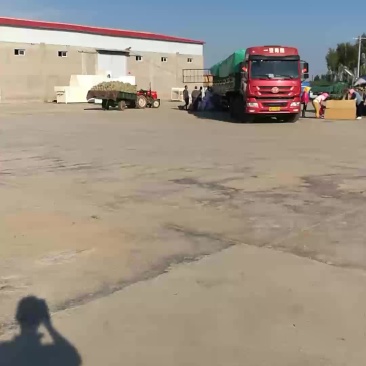 密瓜