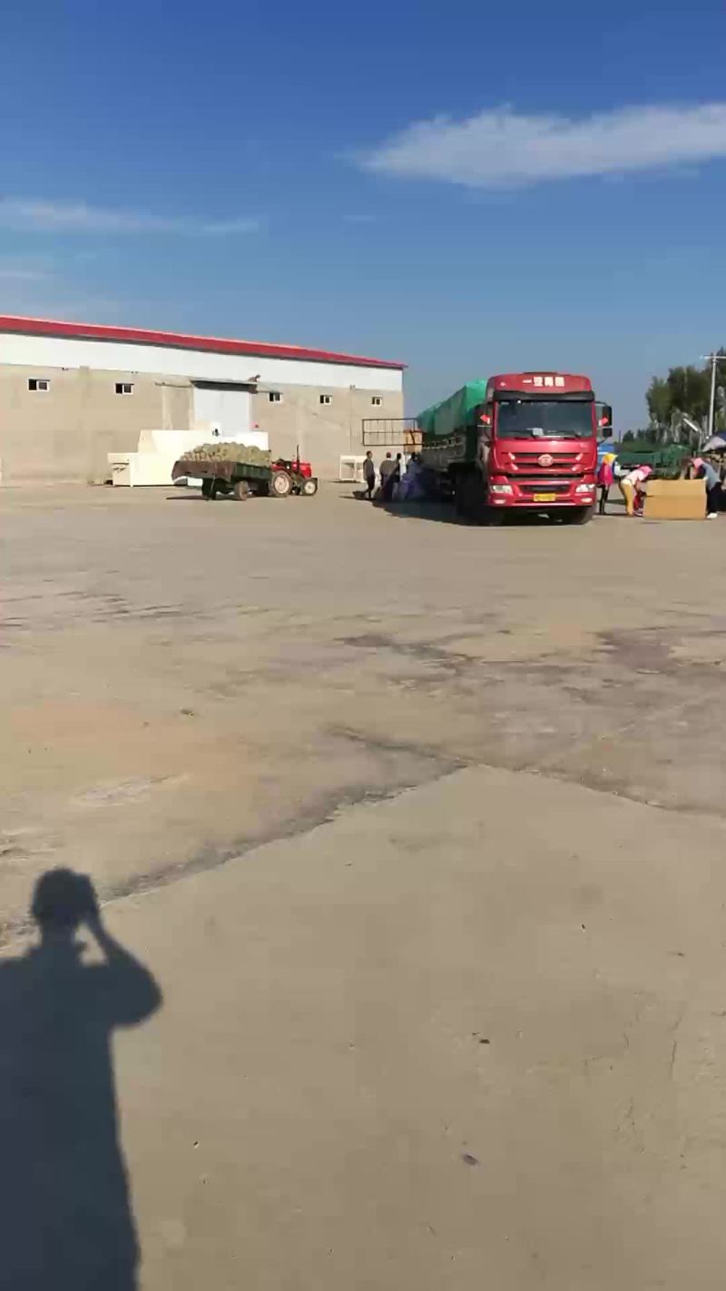 密瓜