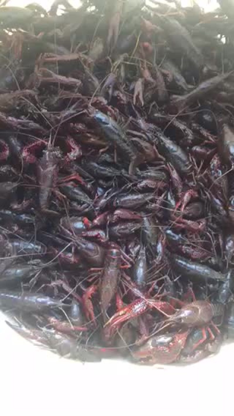 克氏原螯虾7-9钱（35-45克）活虾小龙虾主养