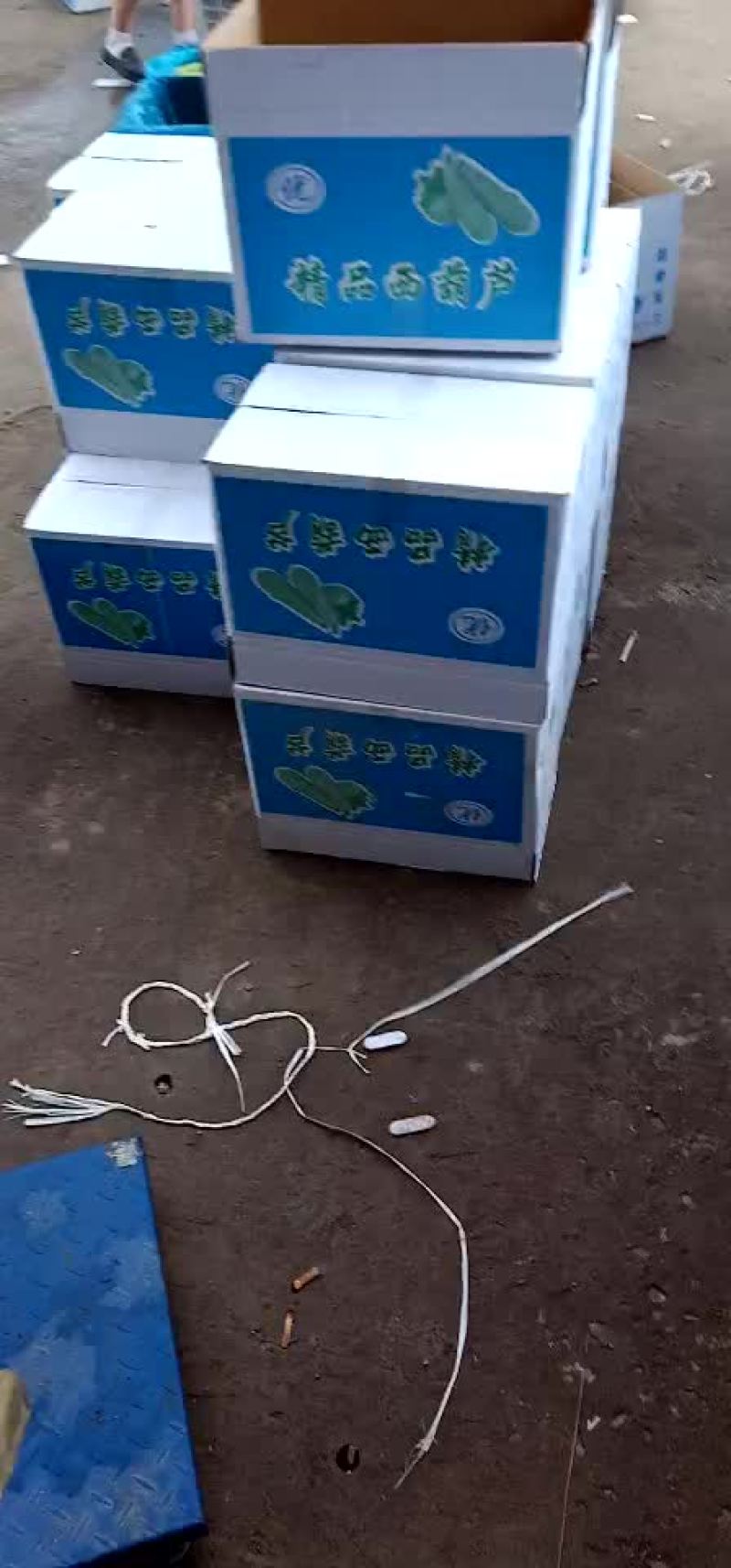 露天西葫芦