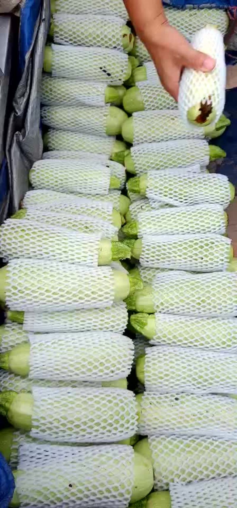 露天西葫芦