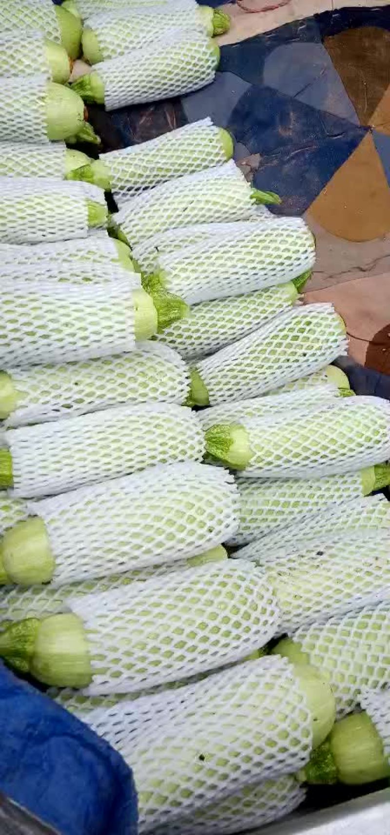 露天西葫芦