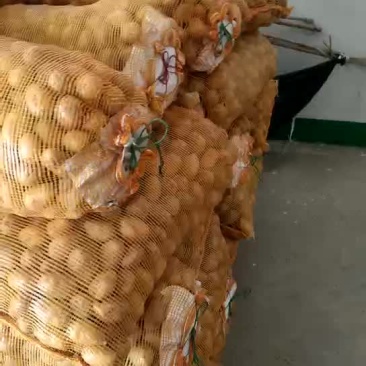 春季土豆种