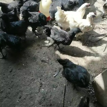 五黑鸡