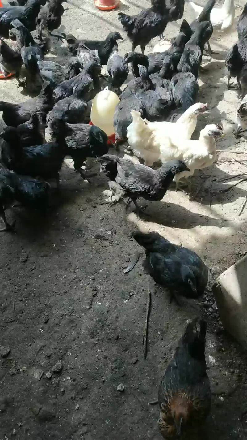 五黑鸡