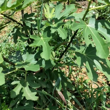 玛斯义陶芬无花果苗50~80cm