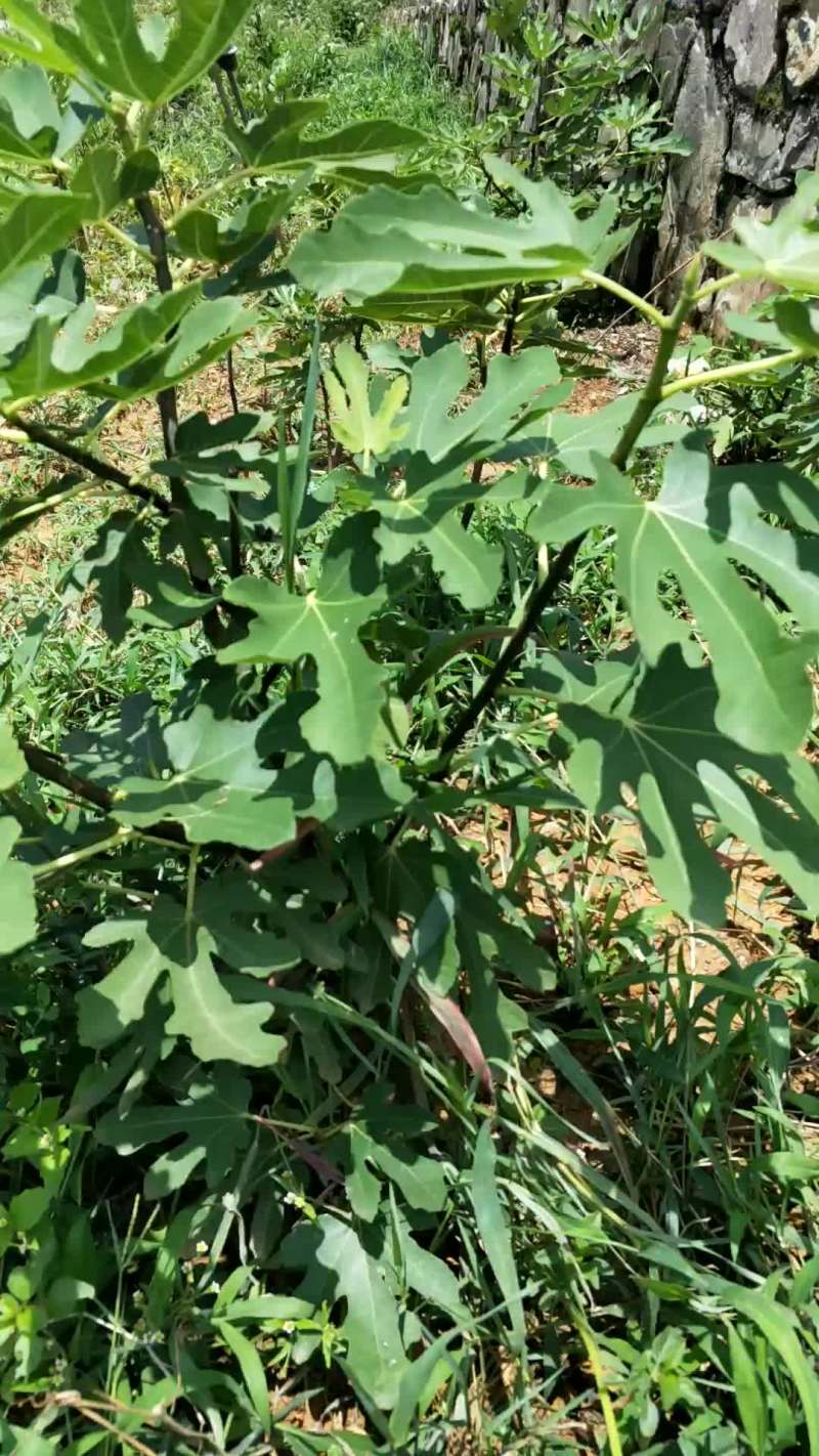 玛斯义陶芬无花果苗50~80cm