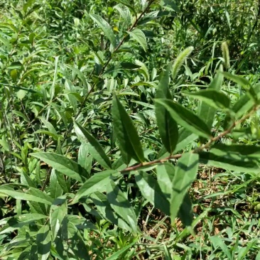 钙果树苗产量高好种植值得选择