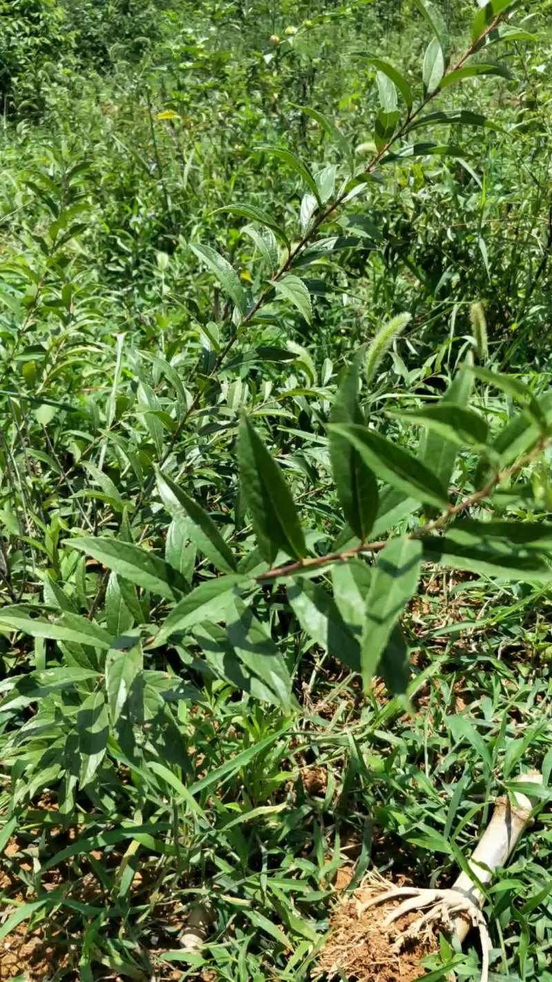 钙果树苗产量高好种植值得选择