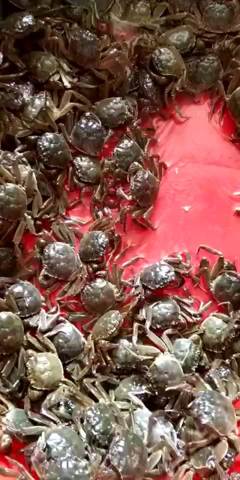 螃蟹