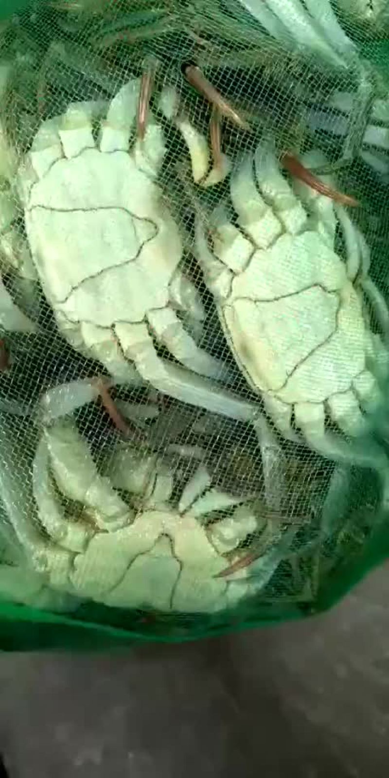 螃蟹