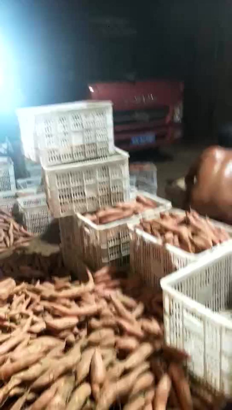 烟薯25直销