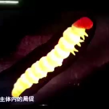 冬虫夏草来源