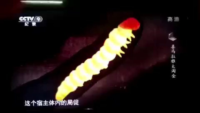 冬虫夏草来源