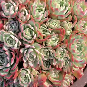 多肉植物