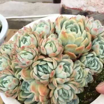 多肉