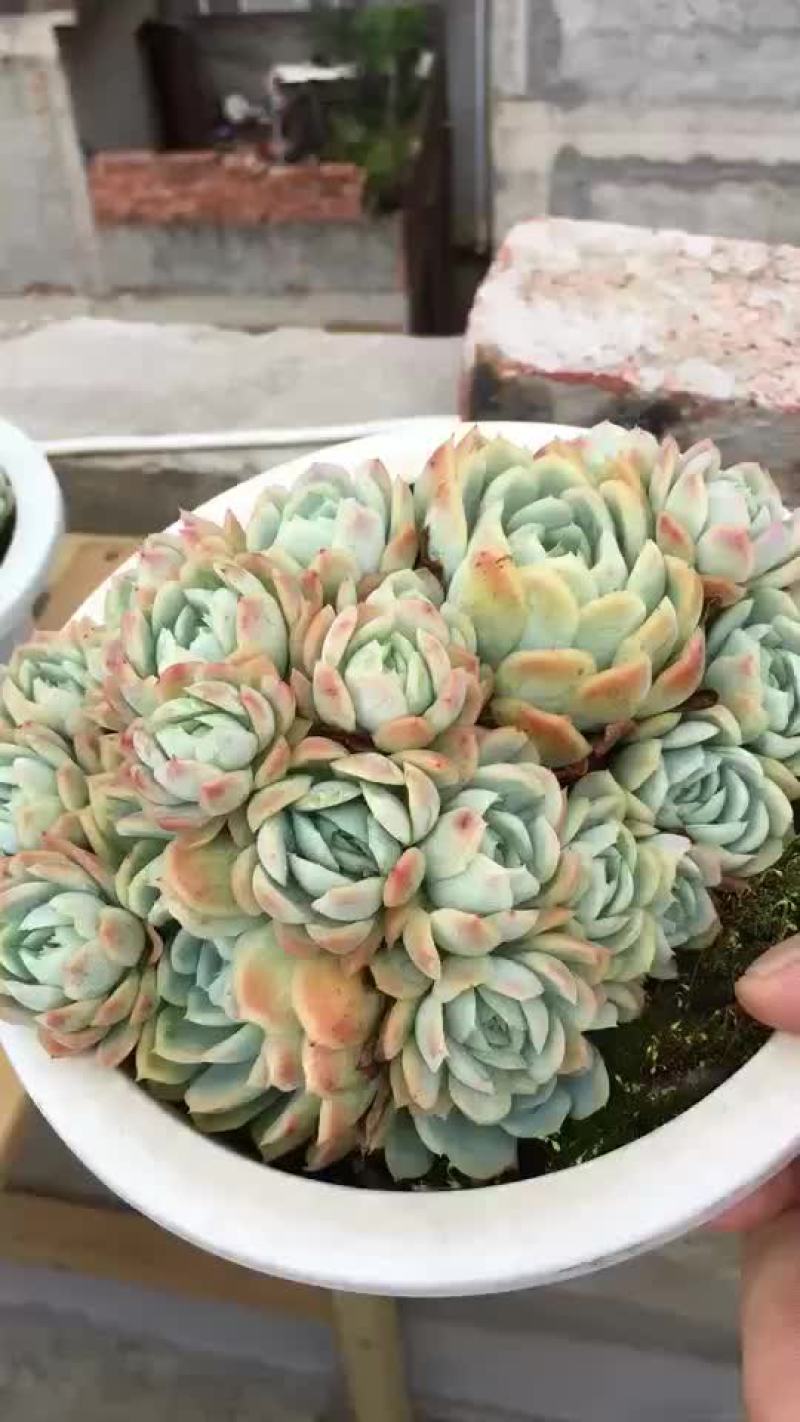 多肉