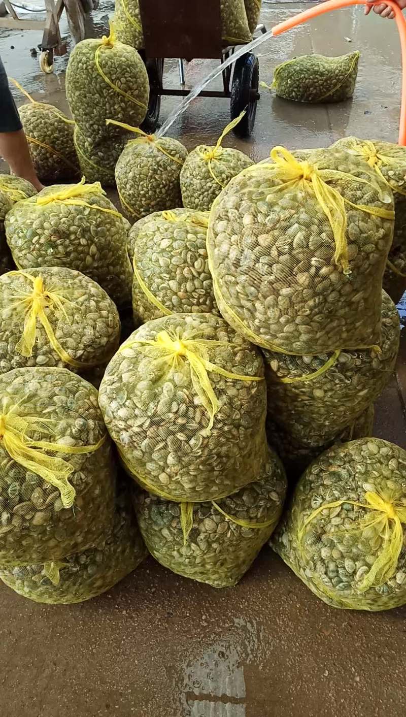 花蛤批发