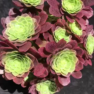 多肉