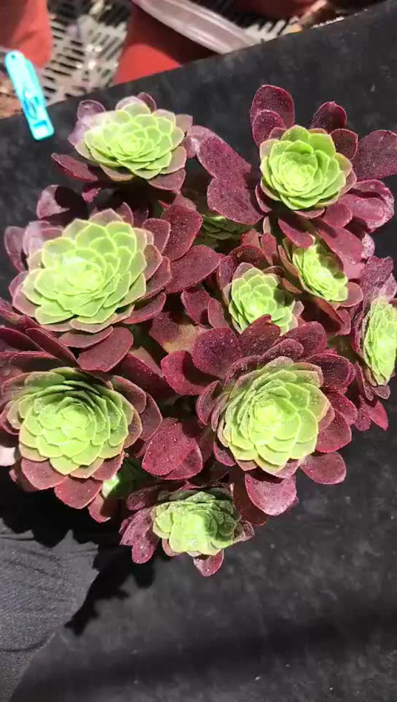 多肉